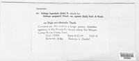 Ustilago spegazzinii image
